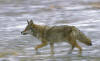 RUNNING COYOTE