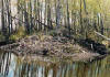 LARGE BEAVER LODGE