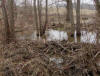 TWO BEAVER DAMS