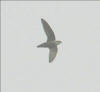 Chimney Swift in flight