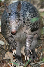 Armadillo