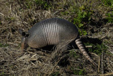 Banded Armadillo