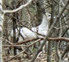 AN ALL WHITE DEER IN NORTHERN VA.