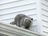 WELL FED RACCOON ON A HOUSE ROOF