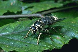 BALD FACED HORNET