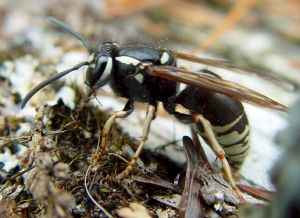 BALD or WHITE FACED HORNET