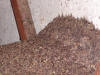 Bat 'guano' of a large bat colony