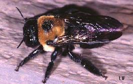 ADULT CARPENTER BEE