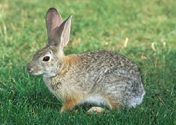 COTTON TAIL RABBIT