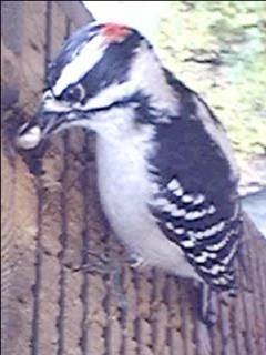 DOWNEY WOODPECKER