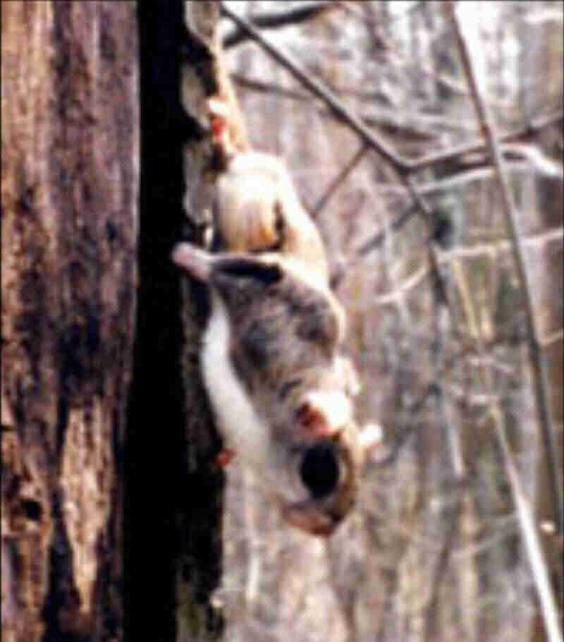 FLYING SQUIRREL