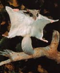 FLYING SQUIRREL IN FLIGHT