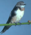 Barn Swallow