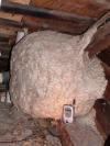 Hornet's Nest in the attic of a house