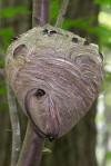 BALD FACED HORNET NEST