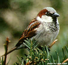 MALE ENGLISH SPARROW