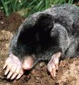 MOLE