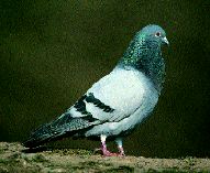 PIGEON