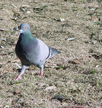 ROCK DOVE