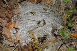 YELLOW JACKET WASP NEST