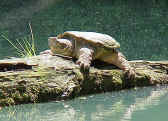 SNAPPING TURTLE CATCHING SOME SUN