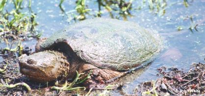 SNAPPING TURTLE