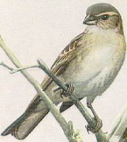 FEMALE ENGLISH SPARROW