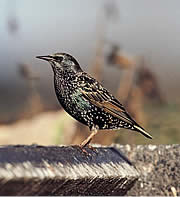 STARLING