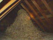 STARLING NEST IN A HOUSE ATTIC