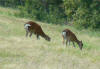 White Tail Deer