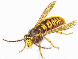 YELLOW JACKET WASP