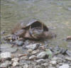 SNAPPING TURTLE FOUND ON A ROAD IN FREDERICK COUNTY AN RELEASED TO A NEARBY STREAM