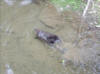 Male Beaver aproximately 80 Lb.
