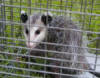 CAGED OPOSSUM