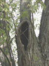 Raccoon Condo--Mother and baby raccoon found living in this large hole