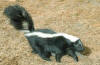 STRIPED SKUNK