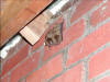 BATS KEEPING WARM ON AN ATTIC CHIMNEY